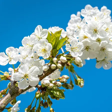 Dom wakacyjny Ferienhaussiedlung Strandperlen Sanddornhof 2d Wustrow (Fischland)
