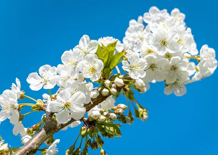 Σπίτι διακοπών Ferienhaussiedlung Strandperlen Sanddornhof 2d Wustrow (Fischland)